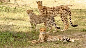 Serengeti Speed Queen — foto 1