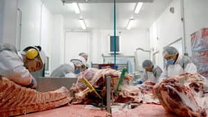 L'usine des animaux — foto 3