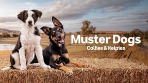 Muster Dogs — foto 8