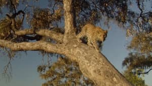 Eye of the Leopard: Revealed — foto 1