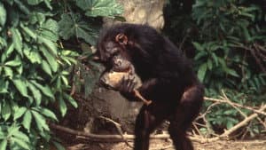 Lucy, el chimpancé humano — foto 12