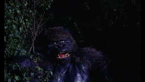 Konga — foto 4
