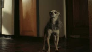 Poof — foto 3