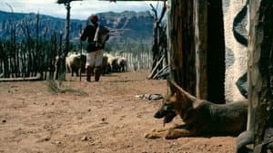 Concho, the Coyote Who Wasn't — foto 1