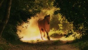 American Mustang — foto 3