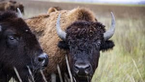 The American Buffalo — foto 3