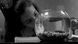 Los peces sí tienen memoria — foto 1