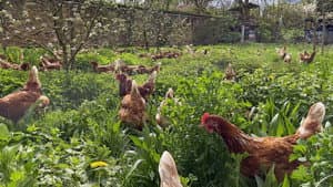 Die Bio-Revolution - Die Karriere der ökologischen Landwirtschaft — foto 1