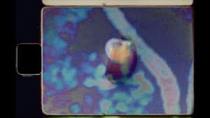 Seeds — foto 6