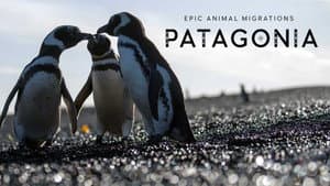 Epic Animal Migrations: Patagonia — foto 2