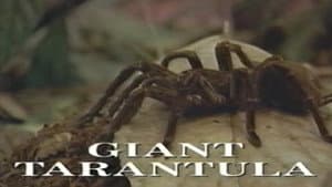 Predators of the Wild: Giant Tarantula — foto 1
