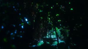 Lo Chan Lo Bassin — foto 1