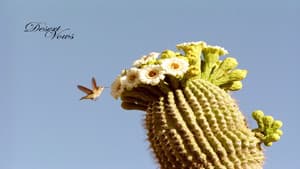 Desert Vows — foto 1