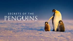 Secretos de los pingüinos — foto 1