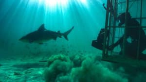 Sharkcano — foto 5