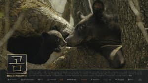 MBC 창사특집 다큐멘터리 곰 — foto 1