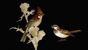 W.H. Hudson’s Remarkable Argentine Ornithology — foto 1