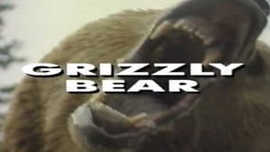 Predators of the Wild: Grizzly Bear — foto 1