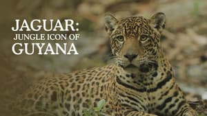 Sur la piste du jaguar au Guyana — foto 1