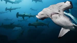 Galapagos Realm Of Giant Sharks — foto 1