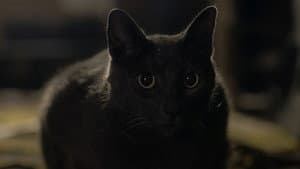 Stray — foto 1