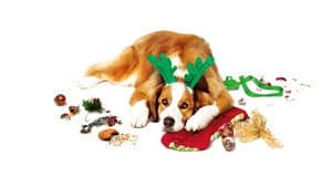 Navidad con los Cooper — foto 1