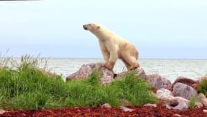 Polar Bears: A Summer Odyssey — foto 1
