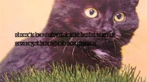 Little Kitten — foto 1