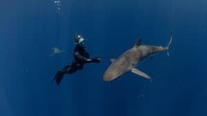 Requins, l'aventure secrète — foto 1