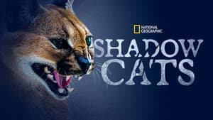 Shadow Cats — foto 7