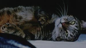 Cat Food — foto 2