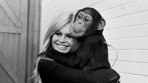 Bardot — foto 2