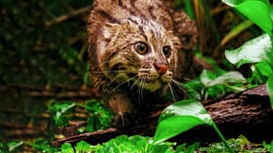 Thailand's Wild Cats — foto 4