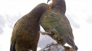 Heimliche Helden - Keas in Neuseeland — foto 4