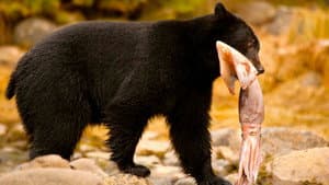 Stranger Than Nature — foto 3