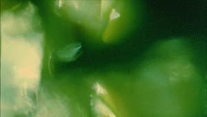 The Cat of the Worm's Green Realm — foto 2