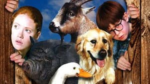 Pets — foto 3