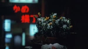 冬の華 — foto 6