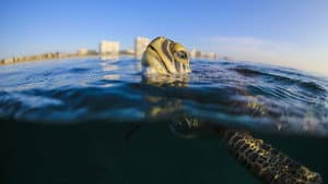 Troubled Waters: A Turtle's Tale — foto 1