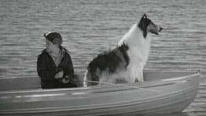 Lassie: Disappearance — foto 1
