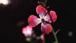 Arbor Vitae — foto 3