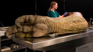 T. Rex Autopsy — foto 4
