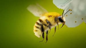 Secrets of the Bees — foto 1