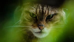 The Tigers of Scotland — foto 1