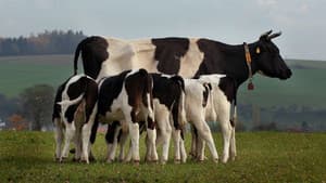 The Secret Life of Cows — foto 1
