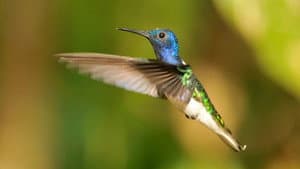 Secrets of Our Living Planet — foto 3