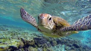 La gran barrera de coral con David Attenborough — foto 5
