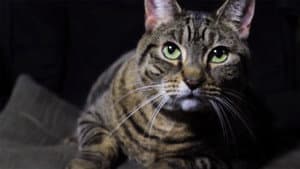 A Meowy Christmas — foto 1