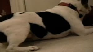 Episodio 15