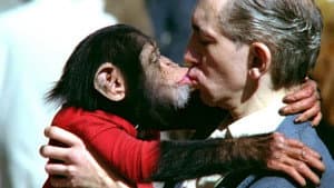 Manimals — foto 1